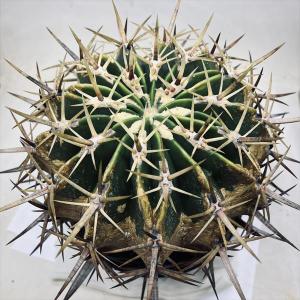 サボテン：フェロカクタス 鯱頭*全幅15cm 現品！一品限り : 遊恵盆栽