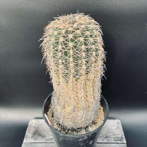 サボテン：ギムノカリキウム 光琳玉 自根*幅14cm 現品！一品限り