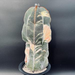 サボテン：アストロフィツム 三角碧瑠璃鸞鳳玉 実生*幅11cm 現品