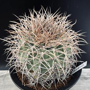 多肉植物：プセウドリトス クビフォルミス*幅4.5cm 現品！一品限り