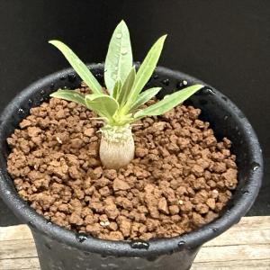 コーデックス：パキポディウム グラキリス 実生*枝幅15cm 現品！一品