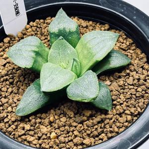 多肉植物：ハオルチア 鮮明黄色斑 コレクタ錦*幅6.5cm 現品 一品限り