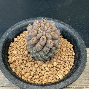 サボテン：ホマロケファラ 綾波 武蔵*幅5cm 現品！一品限り : 遊恵盆栽