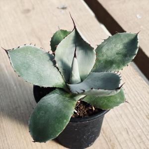 多肉植物：アガベ ラムランナー*幅18cm 現品！一品限り : 遊恵盆栽
