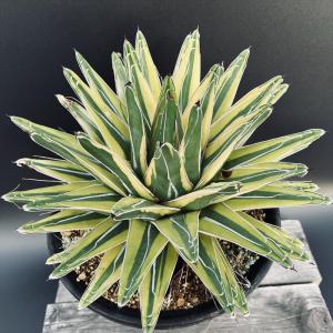 多肉植物：アガベ 笹の雪錦 黄中斑*S 幅10cm : 遊恵盆栽 Yahoo!店