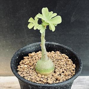 日本花キ流通 多肉植物 sdアデニア グラウカ 実生 多肉植物 塊根植物