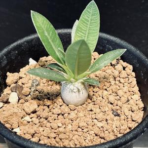 コーデックス：パキポディウム グラキリス 実生*枝幅15cm 現品！一品