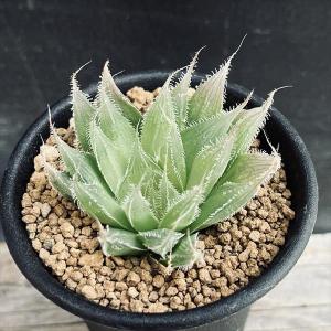 サボテン：フェロカクタス 刈穂玉*幅16cm 現品！一品限り : 遊恵盆栽