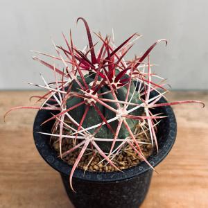 ☆特価☆サボテン：ディスコカクタス ギガンティア ツギ*幅8.5cm