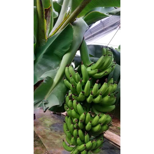 ドワーフ台湾」バナナ苗 （背が低い台湾バナナ品種） : ちたフルーツ