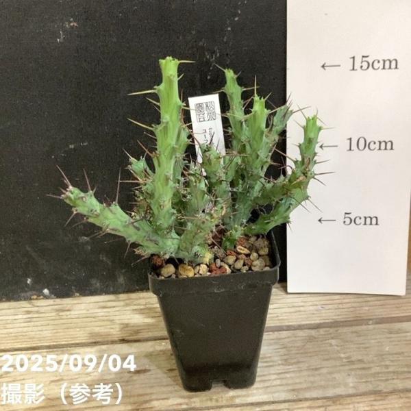 ユーフォルビア アクチノクラダ 2.5号｜観葉04-PA : 赤塚植物園ヤフー