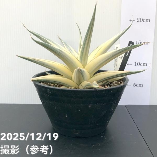 激レア！現品お届け】サンスベリア 6号 スノーホワイト（S179）｜観葉