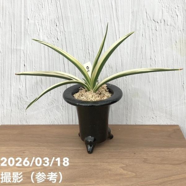 現品お届け】豊明園 万年青 オモト 日月星 江戸 陶器鉢（O11）｜観葉10