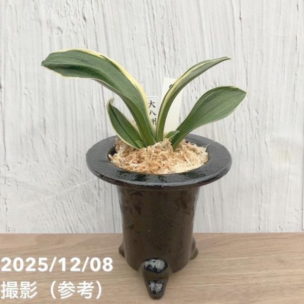 万年青 おもと お多福 覆輪斑 4号陶器鉢つき 極上斑の子株つき❗ う