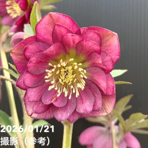 お買い得一点物咲き進み株】加藤農園 クリスマスローズ フレグランス