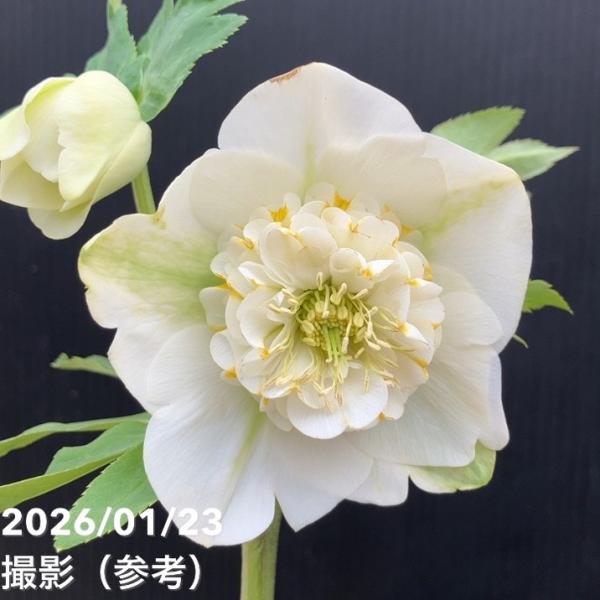 お買い得一点物咲き進み株】加藤農園 クリスマスローズ モーリー 4.5号