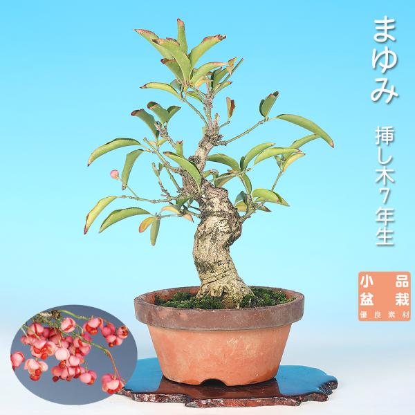 盆栽 まゆみ 真弓 マユミ 小品盆栽 中品盆栽 実物盆栽 盆栽素材 : 盆栽