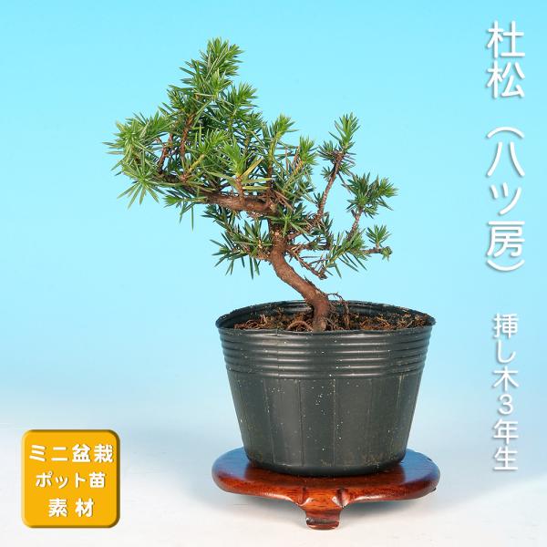 盆栽 杜松 八ッ房性 トショウ 小品盆栽 ミニ盆栽 松柏 盆栽素材 苗木