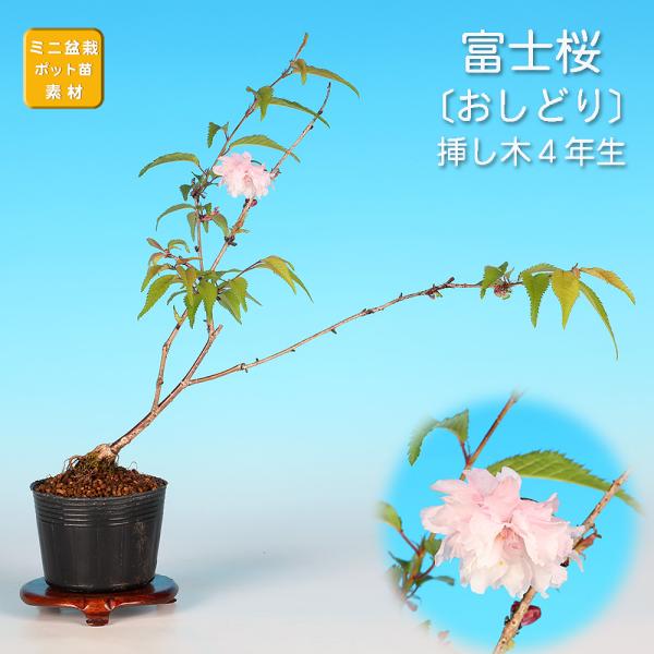 盆栽 富士桜 おしどり オシドリ 鴛鴦 サクラ さくら 桜 フジザクラ