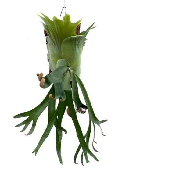 現品) ビカクシダ 'フーンシキ' TC苗 (No.40747) (コウモリラン 観葉