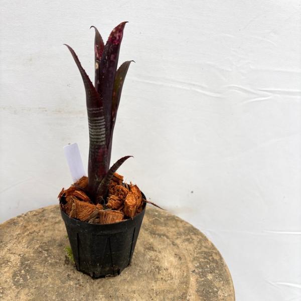 現品) ビルベルギア 'ダースベイダー' (No.62555) (観葉植物 おしゃれ