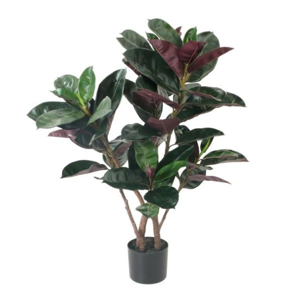 フィカス バーガンディ」の人気商品一覧 | 安い商品を通販サイトから