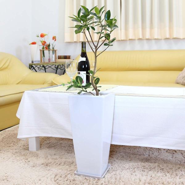 フランスゴムの木」の人気商品一覧 | 安い商品を通販サイトから探す