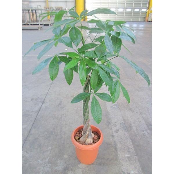 パキラ 8号 ずんぐり幹に、手を広げたような葉が魅力の観葉植物