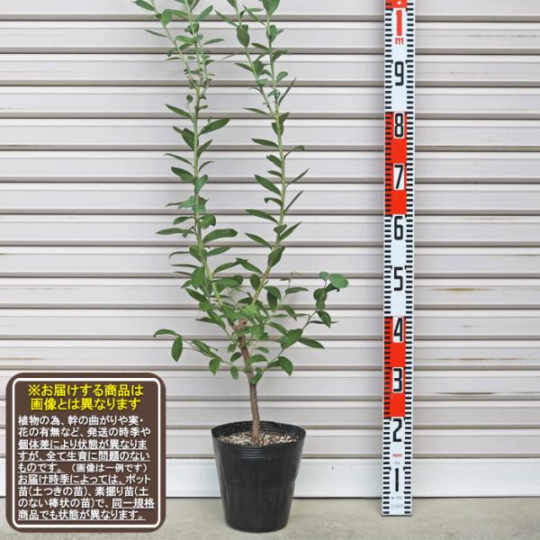 garden-story_3123-3-6