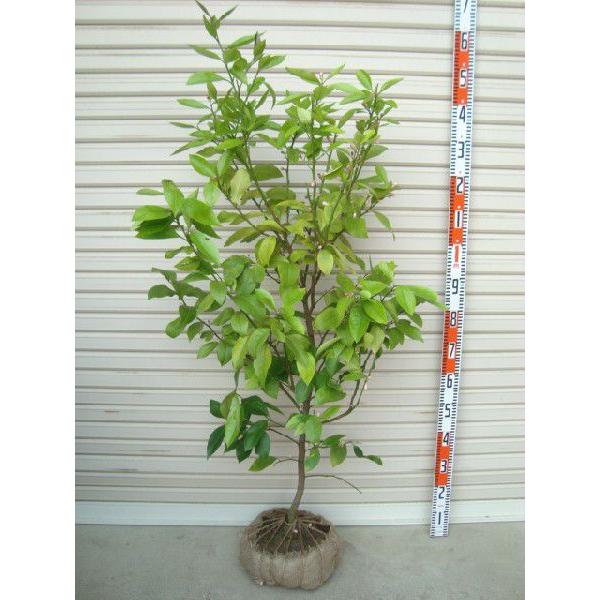 リスボンレモン】4年生接木苗 レモン ※納期指定:発送予定2026年3