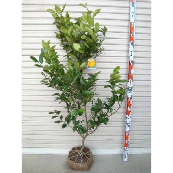 マイヤーレモン】 4年生接木苗 大苗 レモン ※納期指定:発送予定