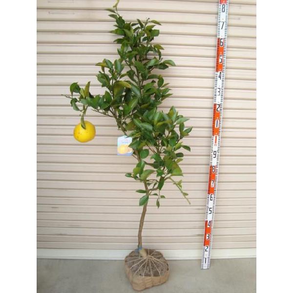 マーシュ】 柑橘大苗 4年生接木苗 グレープフルーツ ※納期指定:発送