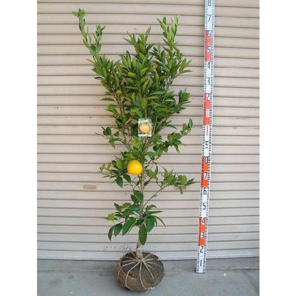 日南1号】 4年生接木苗 大苗 温州ミカン 日南極早生 ※納期指定:発送