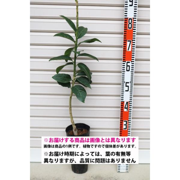 星タンゴール】 素掘り苗 1年生接木苗 雑柑 ※納期指定:発送予定