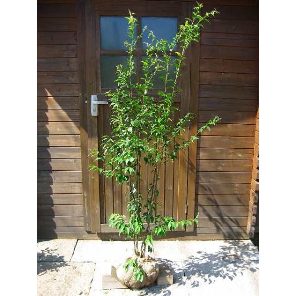 シンボルツリー」の人気商品一覧 | 安い商品を通販サイトから探す