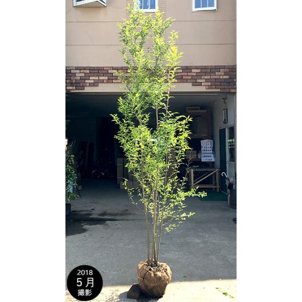 大型商品】エゴノキ 株立 樹高2.5m前後 露地苗 シンボルツリー 落葉樹