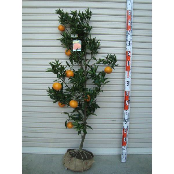 せとか】 柑橘大苗 4年生接木苗 柑橘 ※納期指定:発送予定2026年3