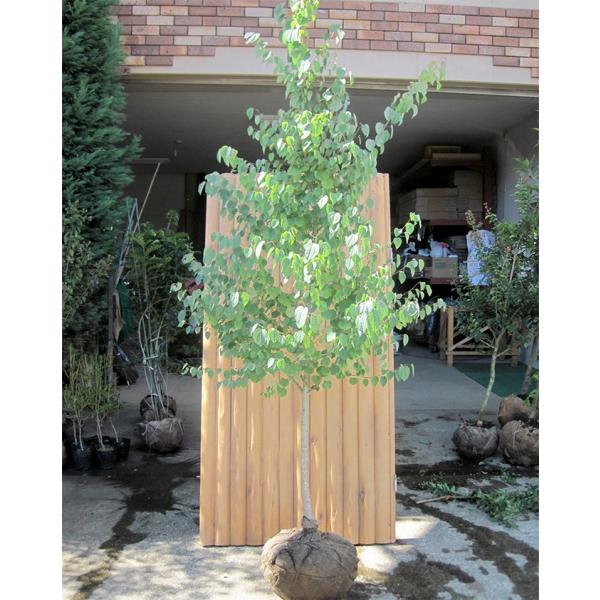 大型商品】カツラ（桂） 単木 樹高2.5m前後 露地苗 シンボルツリー