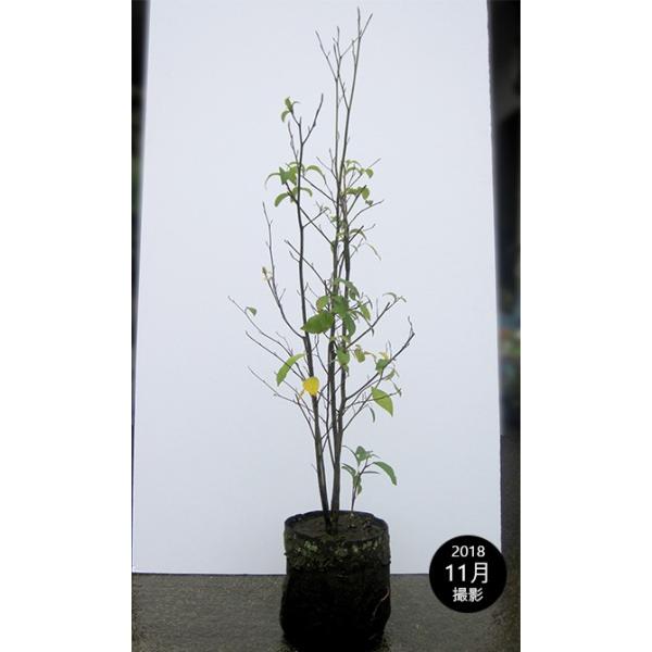 クロモジ（黒文字）樹高1.5m前後 露地苗 低木 落葉樹 : ガーデンタウン