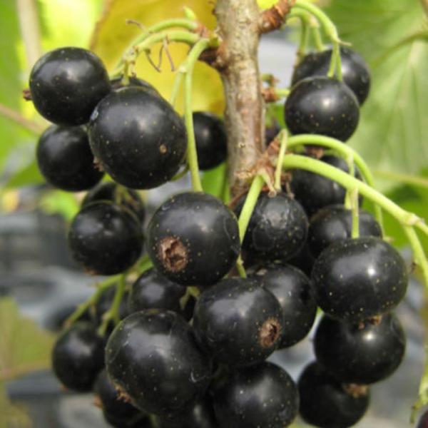 green-very_y-etmks12