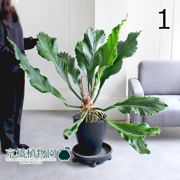 現品】アンスリウム・フーケリー 10号 黒鉢（1） : 花のアリマツ Yahoo