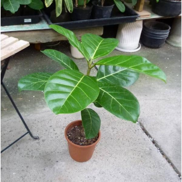 フィカス アフリカン プリンス 5号鉢 お買い得 超人気誕生日 風水 観葉