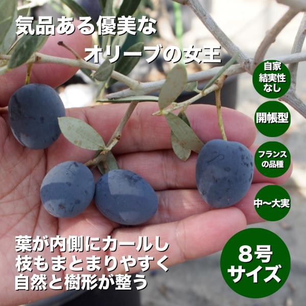 2 希少　オリーブの木　カヨンヌ