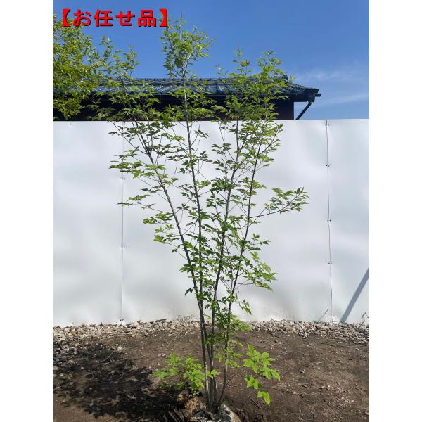 アオダモ 株立ち 樹高2.0m前後(根鉢含まず）雑木 落葉高木 落葉樹