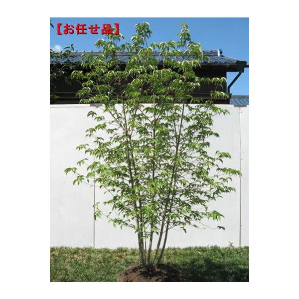 ヤマボウシ 本株立ち 樹高2.0m前後(根鉢含まず) シンボルツリー 白花