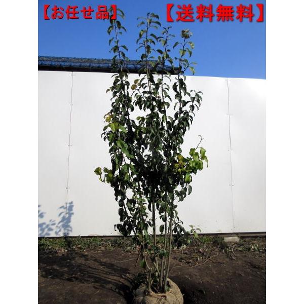 ソヨゴ メス株 株立ち 樹高1.5m前後(根鉢含まず) シンボルツリー 庭木