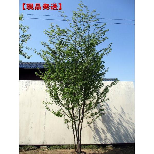 現品発送 アカシデ(アカメソロ)株立 樹高2.2-2.3m(根鉢含まず