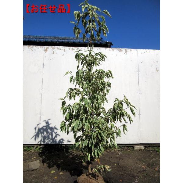 斑入りヤマボウシ(ウルフアイ) 樹高1.7m前後(鉢底から）7号ポット