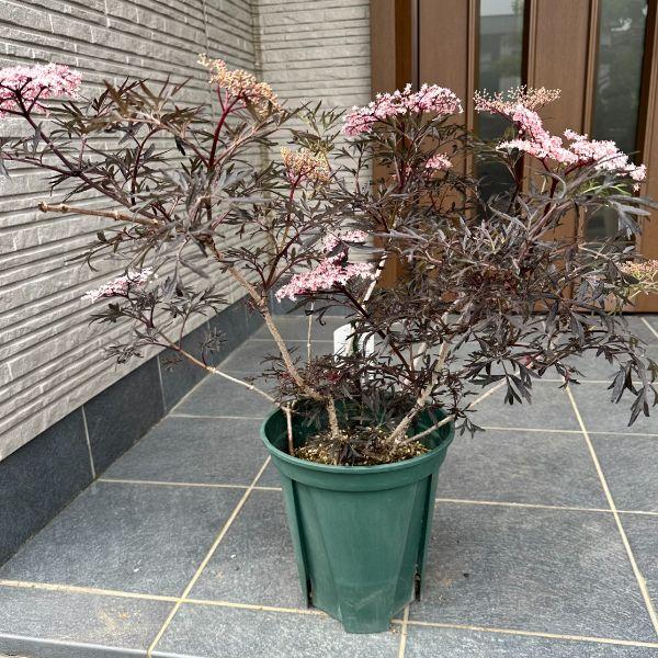 サンブカス ブラックレース 7号ポット 樹高50cm前後(鉢底から) 西洋