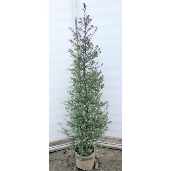 ウエストリンギア」の人気商品一覧 | 安い商品を通販サイトから探す